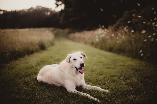 Old yellow Labrador retriever lying down in the grass