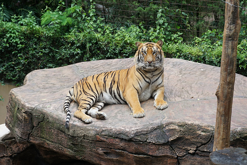 close up photo of a Bengal tiger sitting on a rock at the Zoo. It is a population of the Panthera tigris tigris subspecies, the biggest wild cat.