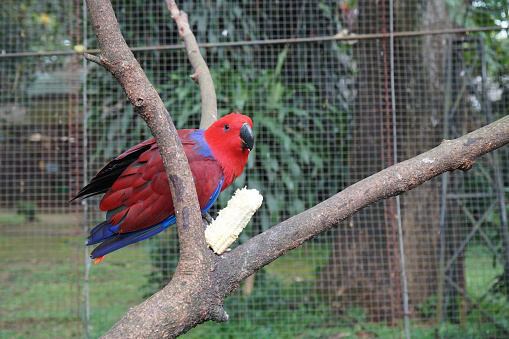 Close up view of Red Blue Nuri Bayan or Red Blua Eclectus parrot (Eclectus roratus) eating corn on tree at the zoo