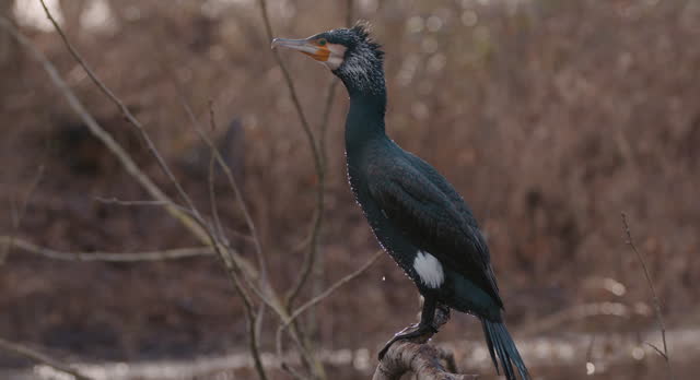 Great Cormorant Water Bird exits water to perch and dry on a branch - SLOMO