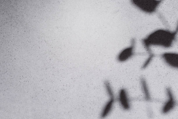 Eucalyptus leaves shadows on grey concrete wall. Abstract background