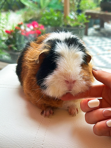Stock photo showing close-up view of an indoor living Teddy guinea pig (Cavia porcellus) with short, rough and dense hair being petted by an unrecognisable person.