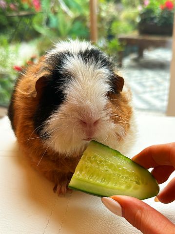 Stock photo showing close-up view of an indoor living Teddy guinea pig (Cavia porcellus) with short, rough and dense hair being fed cucumber from an unrecognisable person.