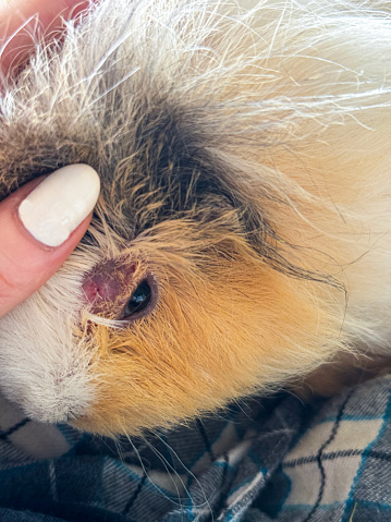 Stock photo showing close-up view of a sow (female), short, dense, fluffy  haired Swiss guinea pig (Cavia porcellus) being held on the lap of an unrecognisable person.