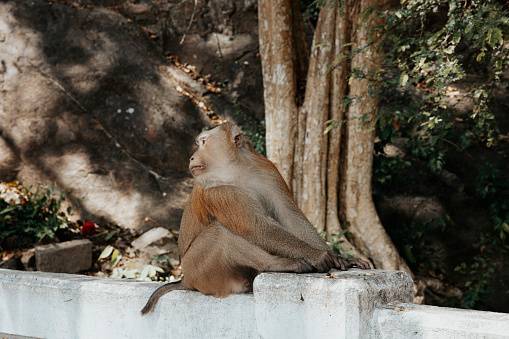 monkeys at monkey hill, Phuket city