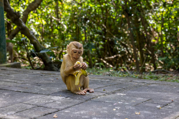 baby monkey eating banana at monkey hill, Phuket city