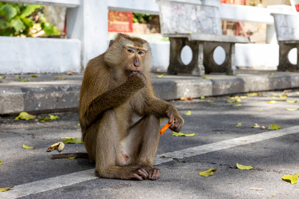 Monkey eating yardlong bean in portrait of Thailand