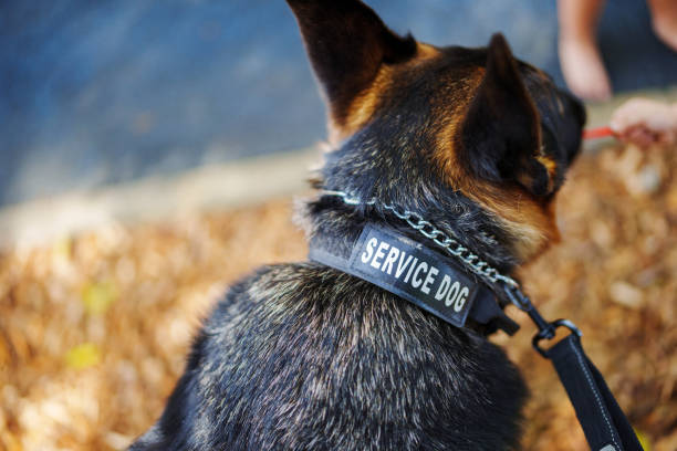 Kalisz, Voivodeship: Greater Poland, Poland - June 29, 2024 German shepherd dog standing with policemen at police dog shows. dog in police service