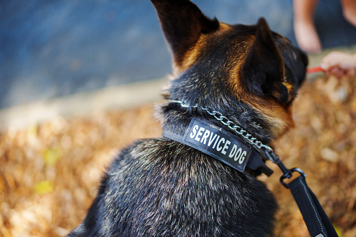 A portrait of a German Shepard dog wearing a service animal collar spending time at a neighborhood public park.