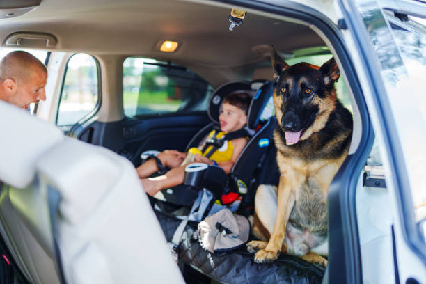 istock Father feeds toddler boy in the car 1994273852