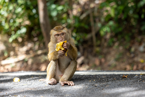 baby monkey eating banana at monkey hill, Phuket city