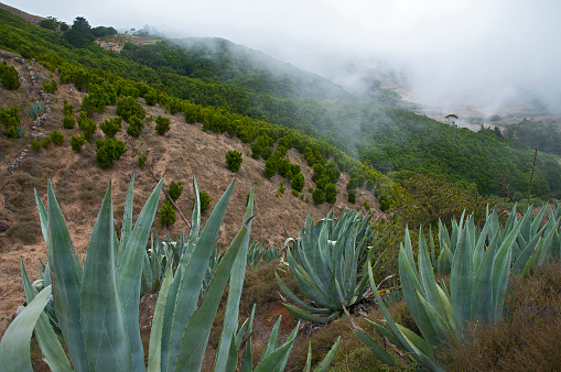 The best way to discover the unspoilt nature of the Canary Island of El Hierro is on foot. Stunning flora in the landscape around Las Montanetas.