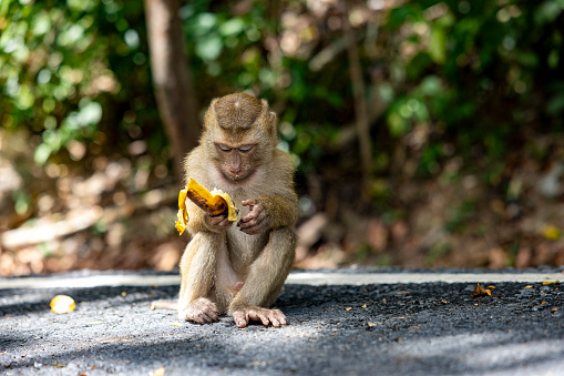 baby monkey eating banana at monkey hill, Phuket city