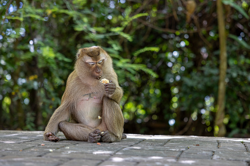 monkey eating at monkey hill, Phuket city