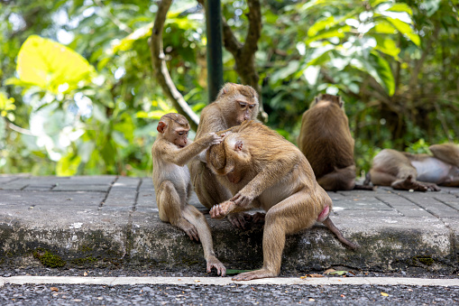 Baby monkey and its family at monkey hill, Phuket city