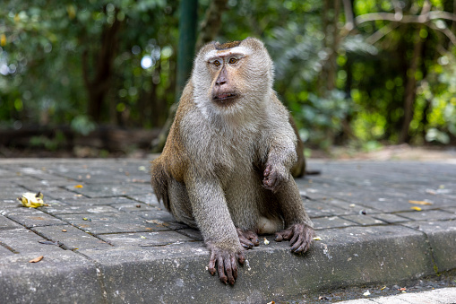 A female capped langur eating leaves.