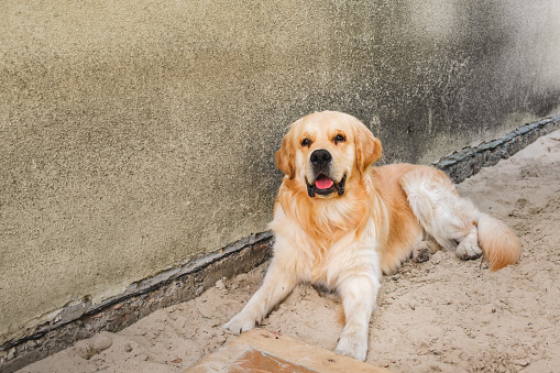 The smiling Golden Retriever Dog lies down on grey background close-up. Portrait of beautiful purebred labrador. Pink tongue view. Domestic Pet outdoors. The Best friend concept. Kind animal.