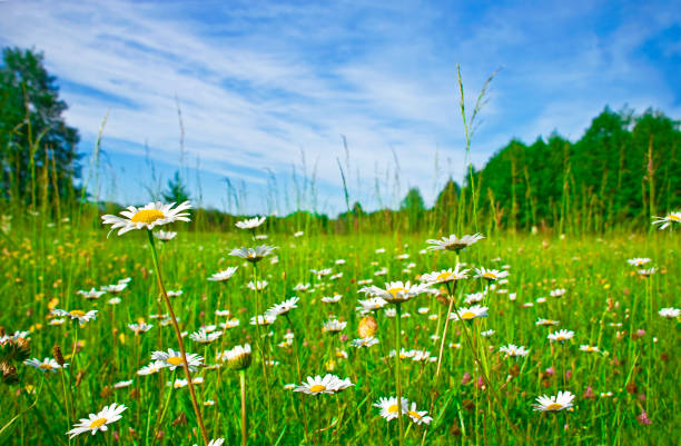 istock blossoming meadow and the blue sky 1994329819