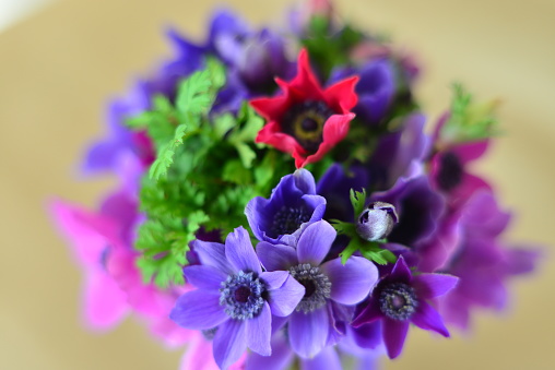 A colorful bouquet of anemones in a glass vase.