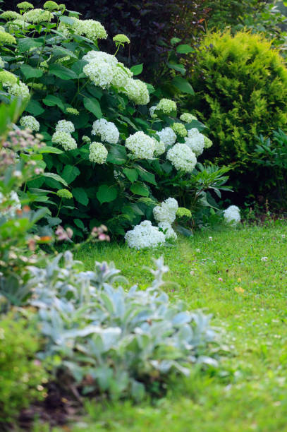 cottage inglese con vista sul giardino estivo con stachys e ortensie bianche. fiori che sbocciano a giugno o luglio - hydrangea gardening blue ornamental garden foto e immagini stock