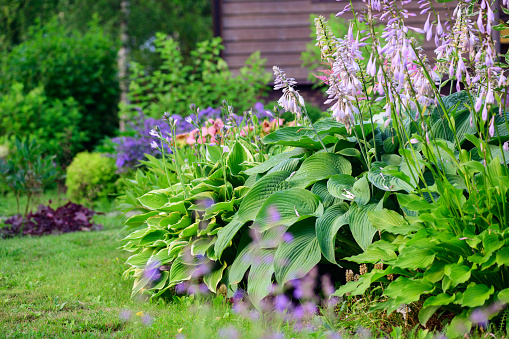 Blooming june or july summer cottage garden. Beautiful view with hosta, day-lily, catnip (nepeta) and wooden house on background