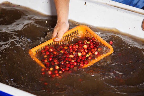 farmer washes red raw coffee beans with water system - coffee crop farmer equality coffee bean 뉴스 사진 이미지