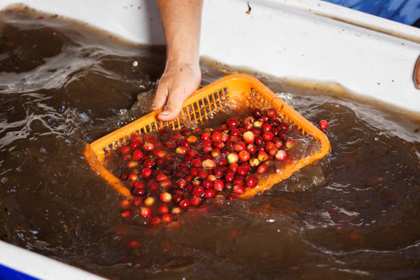 farmer washes red raw coffee beans with water system - coffee crop farmer equality coffee bean стоковые фото и изображения
