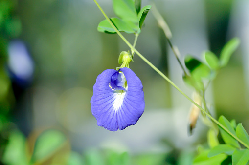 butterfly pea , blue pea flower or Clitoria ternatea L or PAPILIONACEAE