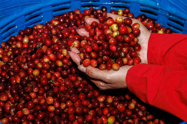 fresh red raw berries coffee beans on holding hand farmer,organic coffee beans agriculture harvesting farmer concept - coffee crop farmer equality coffee bean zdjęcia i obrazy z banku zdjęć