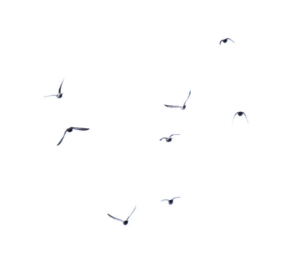 istock Pigeons in flight isolated on a white background 1994367952