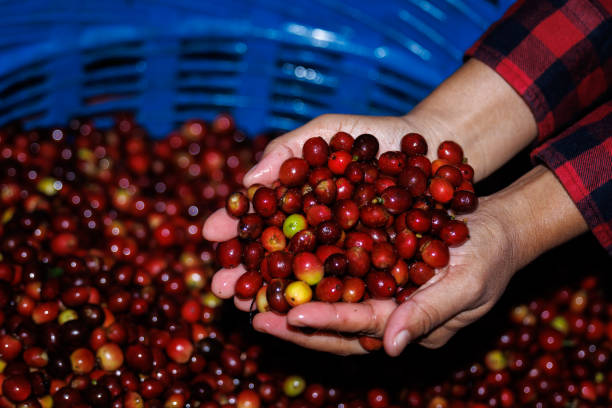 fresh red raw berries coffee beans on holding hand farmer,organic coffee beans agriculture harvesting farmer concept - coffee crop farmer equality coffee bean - fotografias e filmes do acervo