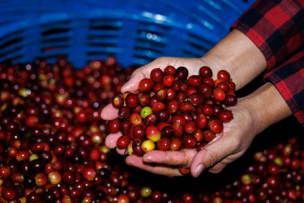 fresh red raw berries coffee beans on holding hand farmer,organic coffee beans agriculture harvesting farmer concept - coffee crop farmer equality coffee bean стоковые фото и изображения