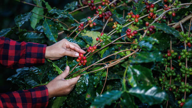 farmer  picking up raw cherry coffee beans on the branch in the coffee plantation in the valley, coffee planting project in the forest at doi thep sadet didtrict, chiang mai, thailand, - planting crop ripe branch ストックフォトと画像