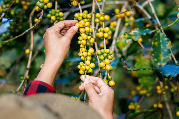 farmer using his hands to picking up yellow coffee beans on the branch in the coffee plantation in the valley, coffee planting project in the forest - coffee crop farmer equality coffee bean imagens e fotografias de stock