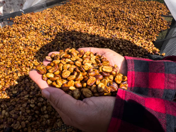istock female farmer showing and checking quality honey coffee bean natural sun dry process on her hands. 1994369524