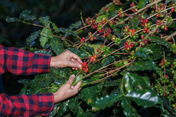 farmer  picking up raw cherry coffee beans on the branch in the coffee plantation in the valley, coffee planting project in the forest at doi thep sadet didtrict, chiang mai, thailand, - planting crop ripe branch ストックフォトと画像