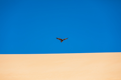 Golden eagle hovering over a desert sand dune against clear blue sky. Photographed in Western Australia.