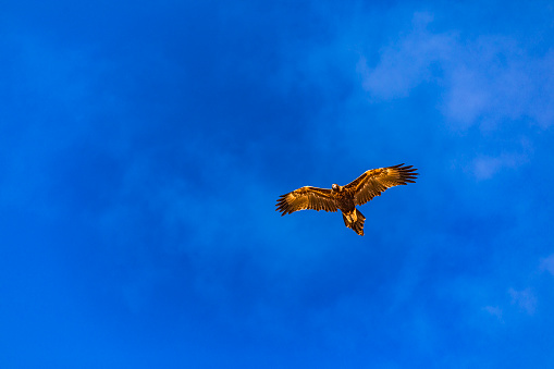 Portrait of The Cinereous Vulture (Aegypius monachus) also known as the Black Vulture, Monk Vulture, or Eurasian Black Vulture.