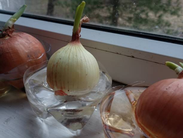 istock Bulbs are placed on the windowsill in water for growing green onions. 1994402402