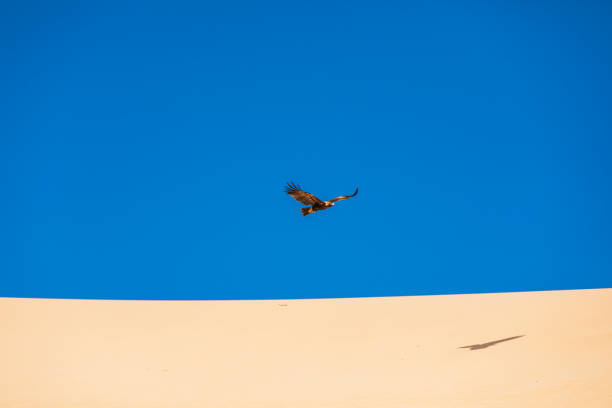 澄み切った青空を背景に砂漠の砂丘に浮かぶイヌワシ