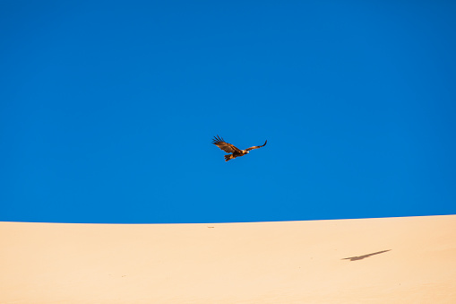 Golden eagle hovering over a desert sand dune against clear blue sky. Photographed in Western Australia.