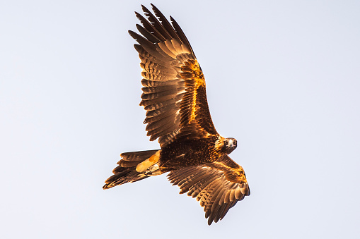 Close up detail of a majestic golden eagle soaring in clear blue sky and looking at camera. Photographed in Western Australia.