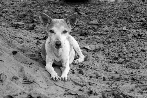 A black and white image of a dog resting on the ground in Ghana, Africa
