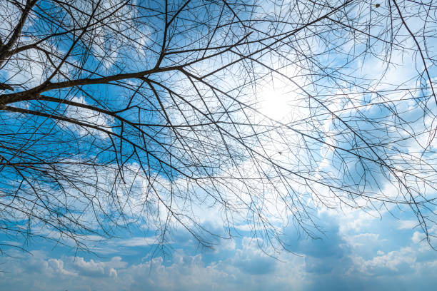 Trees are left with branches Silhouettes of trunks and branches with fluffy clouds blue sky daylight background.