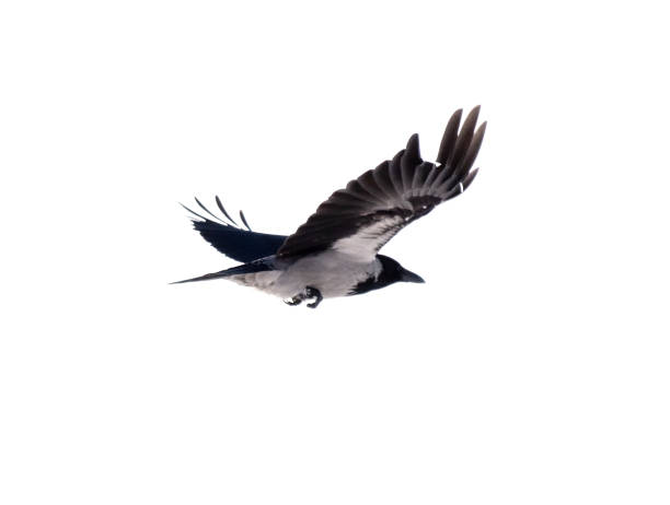 istock Raven in flight isolated white background 1994411853