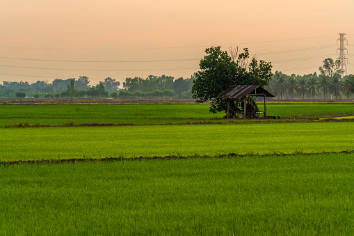 Scenic view landscape of Rice field green grass with field cornfield or in Asia country agriculture harvest with fluffy clouds blue sky sunset evening background.