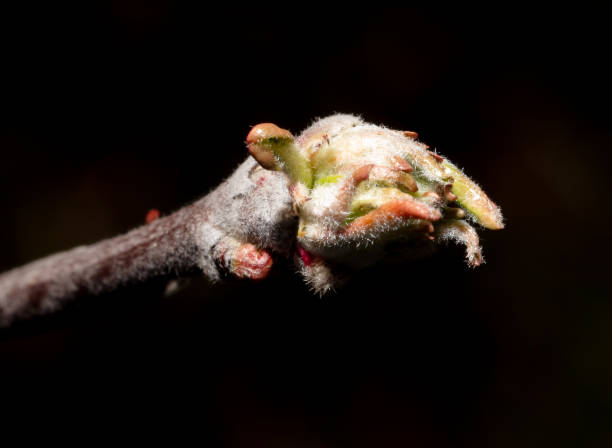 istock Swollen buds of an apple tree on a branch in spring. Macro 1994414035