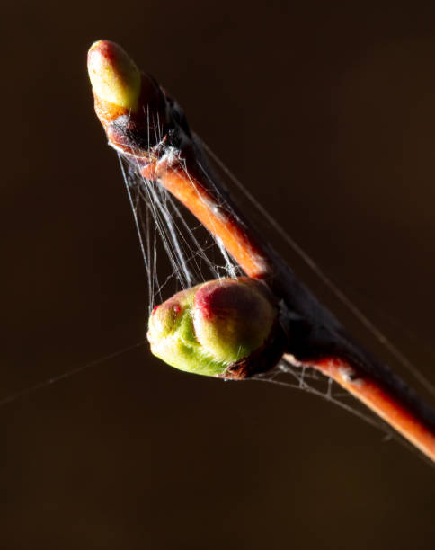 istock Swollen cherry buds on a branch in spring 1994415083