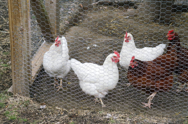istock close up on chicken in side coop in back yard 1994425050