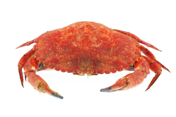 istock single steamed crab isolated on white background 1994426096